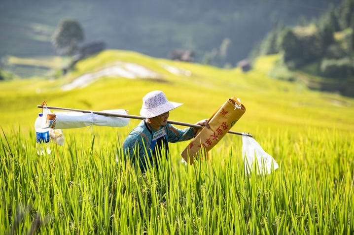 2025年8月24日，村民在贵州省从江县加榜梯田搬运稻谷。
