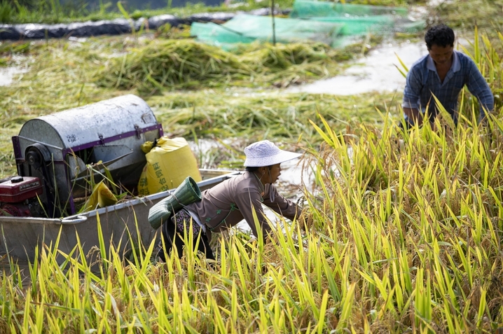 2025年8月24日，村民在贵州省从江县加榜梯田搬运稻谷。
