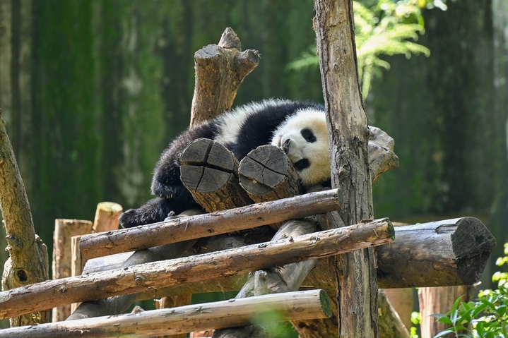 2025年9月24日，四川成都，成都大熊猫繁育研究基地内多只大熊猫憨态可掬、慵懒闲适，尽情享受着秋日阳光。它们或慵懒酣睡、或爬树嬉戏、或快乐进食，构成一幅治愈的秋日画卷。

