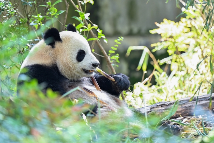 2025年9月24日，四川成都，成都大熊猫繁育研究基地内多只大熊猫憨态可掬、慵懒闲适，尽情享受着秋日阳光。它们或慵懒酣睡、或爬树嬉戏、或快乐进食，构成一幅治愈的秋日画卷。
