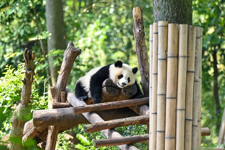 2025年9月24日，四川成都，成都大熊猫繁育研究基地内多只大熊猫憨态可掬、慵懒闲适，尽情享受着秋日阳光。它们或慵懒酣睡、或爬树嬉戏、或快乐进食，构成一幅治愈的秋日画卷。
