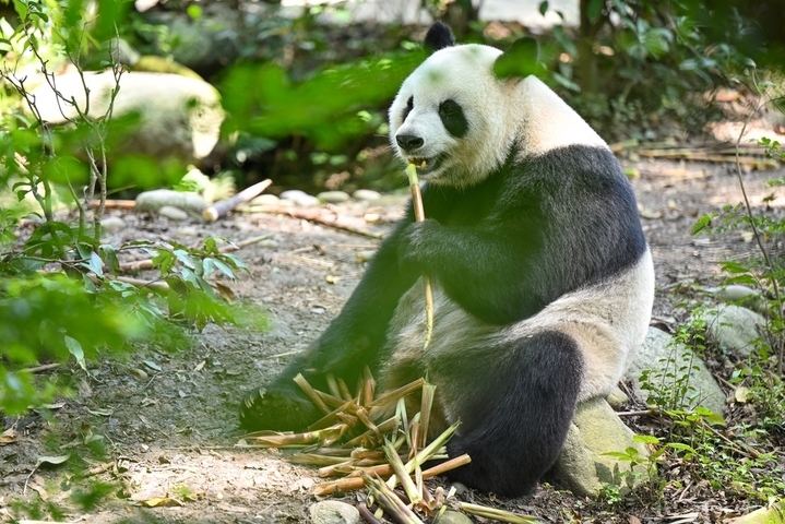 2025年9月24日，四川成都，成都大熊猫繁育研究基地内多只大熊猫憨态可掬、慵懒闲适，尽情享受着秋日阳光。它们或慵懒酣睡、或爬树嬉戏、或快乐进食，构成一幅治愈的秋日画卷。
