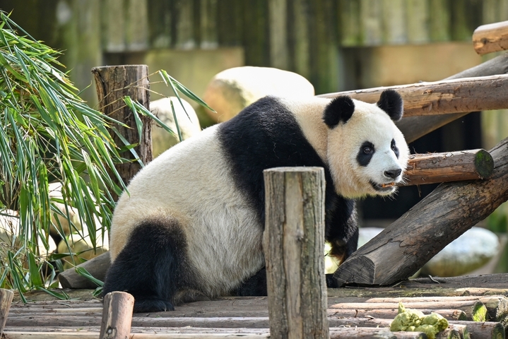 2025年9月24日，四川成都，成都大熊猫繁育研究基地内多只大熊猫憨态可掬、慵懒闲适，尽情享受着秋日阳光。它们或慵懒酣睡、或爬树嬉戏、或快乐进食，构成一幅治愈的秋日画卷。来源：IC photo