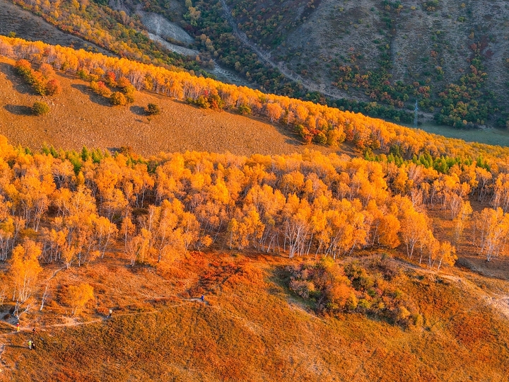 2025年9月26日，内蒙古赤峰，黄岗梁秋意正浓，山林被金黄、橙红等色彩晕染，蜿蜒道路穿梭其间，宛如大自然绘就的绝美画卷，美不胜收。黄岗梁是大兴安岭最高峰，地处内蒙古，森林资源丰富，秋季层林尽染，是知名的赏秋胜地，吸引大量游客与摄影爱好者前往。