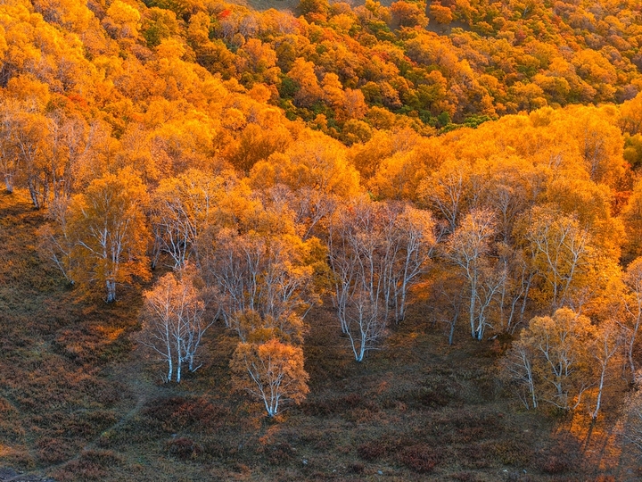 2025年9月26日，内蒙古赤峰，黄岗梁秋意正浓，山林被金黄、橙红等色彩晕染，蜿蜒道路穿梭其间，宛如大自然绘就的绝美画卷，美不胜收。黄岗梁是大兴安岭最高峰，地处内蒙古，森林资源丰富，秋季层林尽染，是知名的赏秋胜地，吸引大量游客与摄影爱好者前往。IC photo