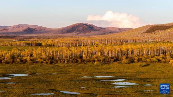 这是9月25日在内蒙古呼伦贝尔市额尔古纳市恩和俄罗斯族民族乡拍摄的白桦林与湿地（无人机照片）。