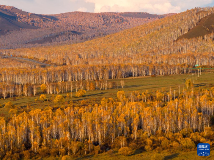 这是9月25日在内蒙古呼伦贝尔市额尔古纳市恩和俄罗斯族民族乡拍摄的白桦林（无人机照片）。