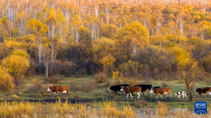 9月25日，在内蒙古呼伦贝尔市额尔古纳市恩和俄罗斯族民族乡，牛群在林间吃草（无人机照片）。