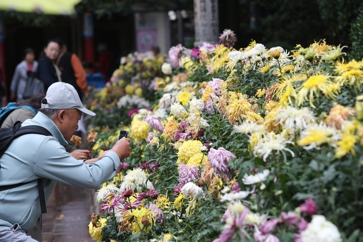 2025年10月1日，云南昆明，大观公园举办第31届大观金秋菊花展，万余各色盆菊花缤纷绽放，吸引市民游人前来赏花观景。