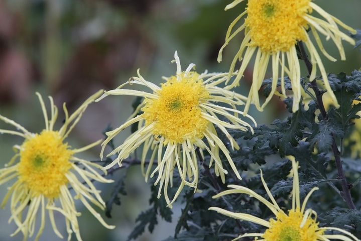 2025年10月1日，云南昆明，大观公园举办第31届大观金秋菊花展，万余各色盆菊花缤纷绽放，吸引市民游人前来赏花观景。