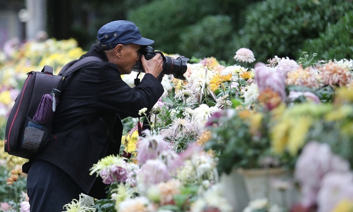 2025年10月1日，云南昆明，大观公园举办第31届大观金秋菊花展，万余各色盆菊花缤纷绽放，吸引市民游人前来赏花观景。