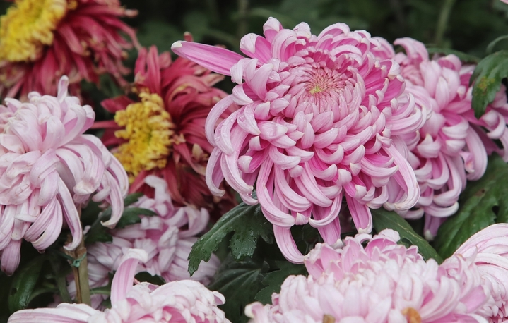 2025年10月1日，云南昆明，大观公园举办第31届大观金秋菊花展，万余各色盆菊花缤纷绽放，吸引市民游人前来赏花观景。