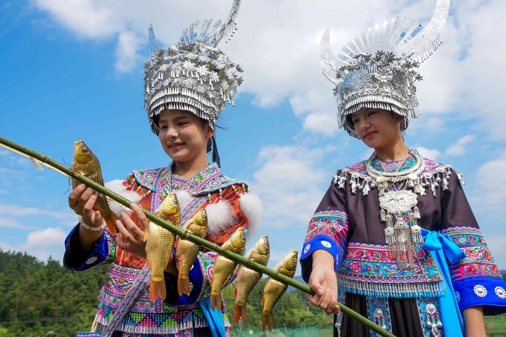 2025年10月2日，在广西柳州市融水苗族自治县安太乡洞安侗寨，侗家姑娘夹鱼准备制作烤鱼接待城里来的“同年”。

