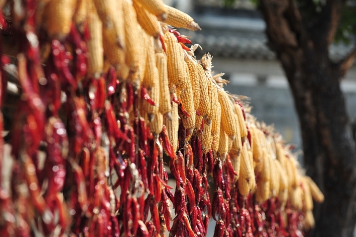 2025年10月5日，安徽黄山，呈坎古村晒秋场景。
