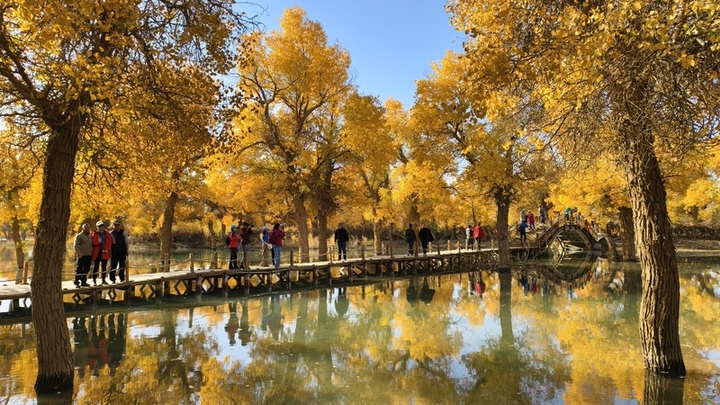 2025年10月12日，内蒙古阿拉善盟额济纳旗，游客在胡杨林间观赏金黄色的胡杨林。