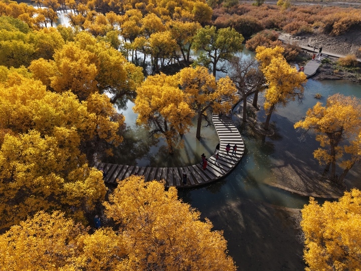 2025年10月12日，内蒙古阿拉善盟额济纳旗，游客在胡杨林间观赏金黄色的胡杨林。