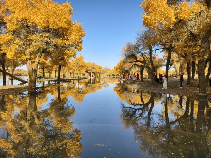 2025年10月12日，内蒙古阿拉善盟额济纳旗，游客在胡杨林间观赏金黄色的胡杨林。