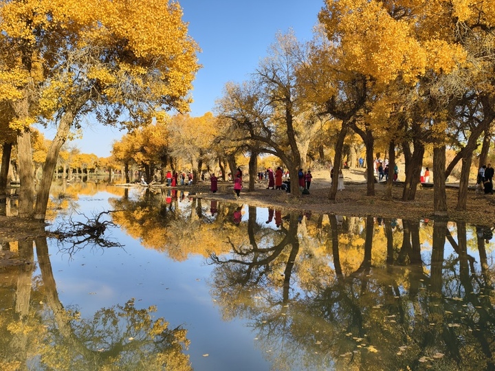 2025年10月12日，内蒙古阿拉善盟额济纳旗，游客在胡杨林间观赏金黄色的胡杨林。何冰/视觉中国