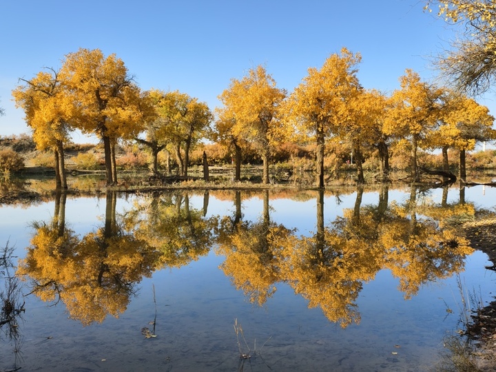 2025年10月12日，内蒙古阿拉善盟额济纳旗，游客在胡杨林间观赏金黄色的胡杨林。