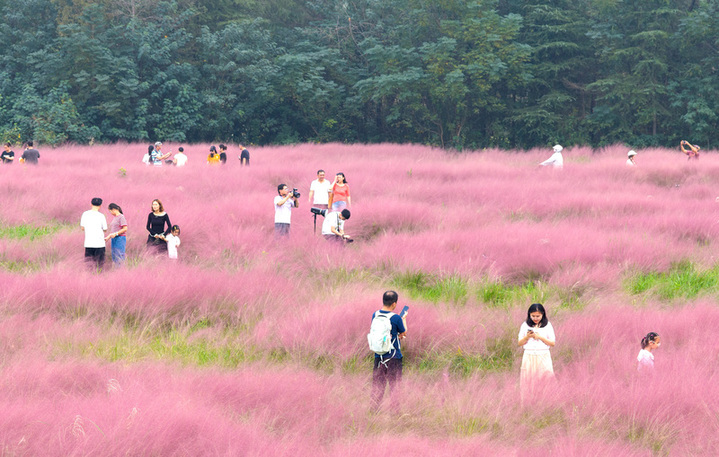 2025年10月12日，游客一家人在南京长江三桥湿地公园粉黛乱子草花海里赏景游玩。
