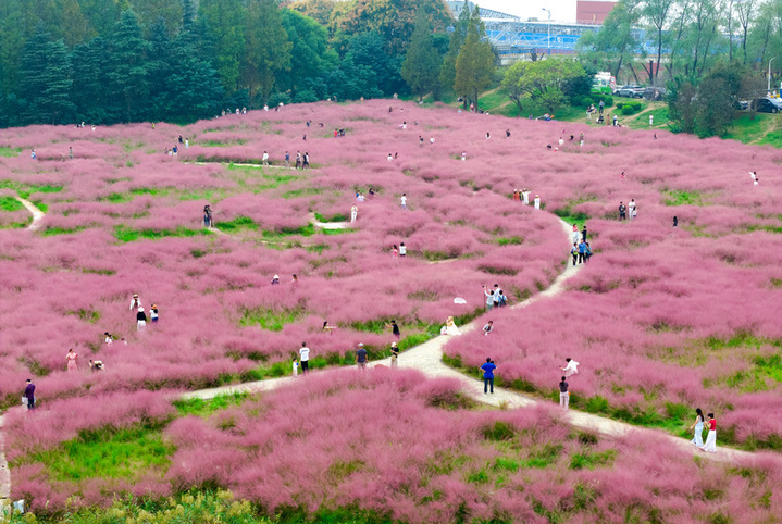 2025年10月12日，游客一家人在南京长江三桥湿地公园粉黛乱子草花海里赏景游玩。