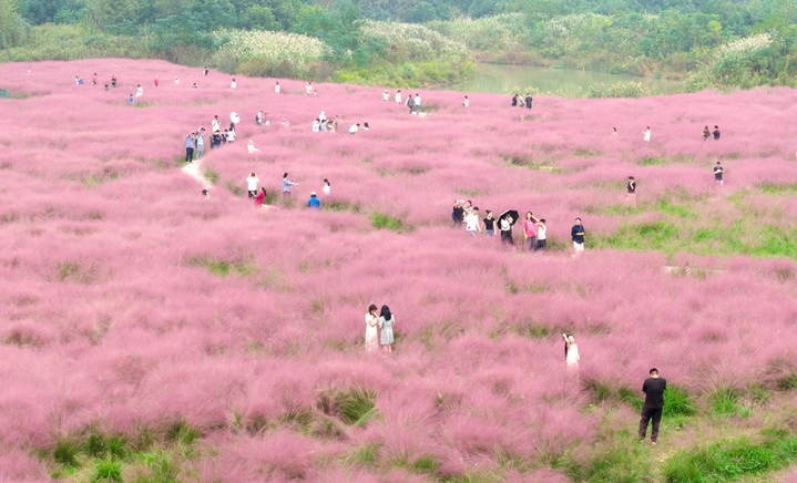 2025年10月12日，游客一家人在南京长江三桥湿地公园粉黛乱子草花海里赏景游玩。