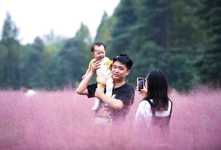 2025年10月12日，游客一家人在南京长江三桥湿地公园粉黛乱子草花海里赏景游玩。