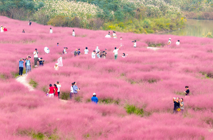2025年10月12日，游客一家人在南京长江三桥湿地公园粉黛乱子草花海里赏景游玩。杨素平/视觉中国
