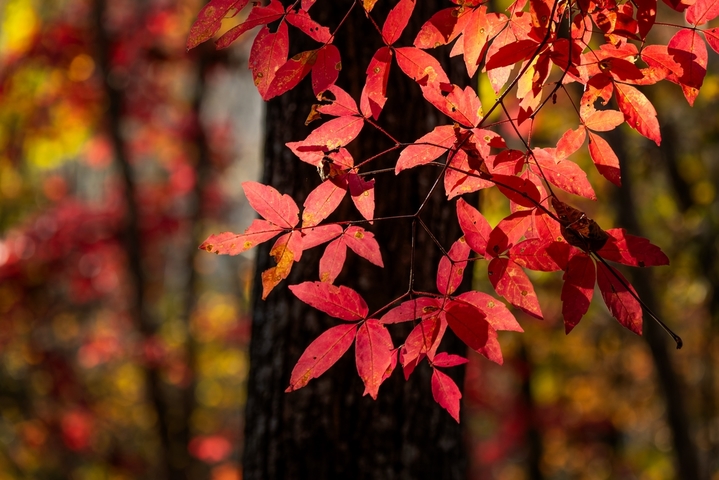 2025年10月12日，黑龙江省哈尔滨市五常市，磨盘山漫山遍野五颜六色的树叶，如大自然打翻的调色盘，美不胜收。