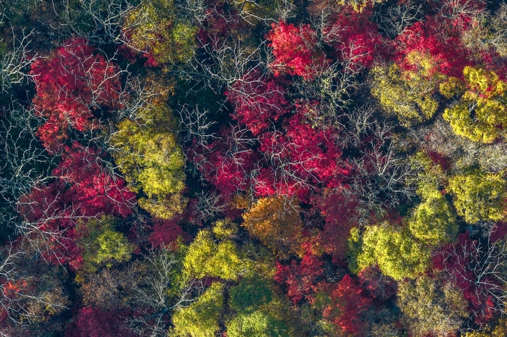 2025年10月12日，黑龙江省哈尔滨市五常市，磨盘山漫山遍野五颜六色的树叶，如大自然打翻的调色盘，美不胜收。