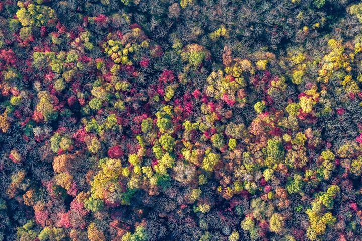 2025年10月12日，黑龙江省哈尔滨市五常市，磨盘山漫山遍野五颜六色的树叶，如大自然打翻的调色盘，美不胜收。池世永/IC photo