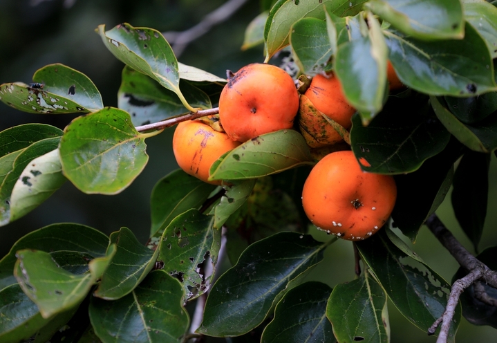 2025年10月14日，“七月核桃八月梨，九月柿子赶大集”。寒露节气过后，江苏省淮安市古淮河畔柿子树上挂满泛红果实，似个个小灯笼，在暖阳的照耀下格外显眼，也让日渐萧瑟的秋景平添了几分喜气。