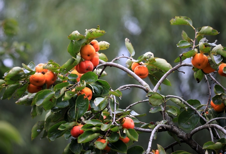 2025年10月14日，“七月核桃八月梨，九月柿子赶大集”。寒露节气过后，江苏省淮安市古淮河畔柿子树上挂满泛红果实，似个个小灯笼，在暖阳的照耀下格外显眼，也让日渐萧瑟的秋景平添了几分喜气。