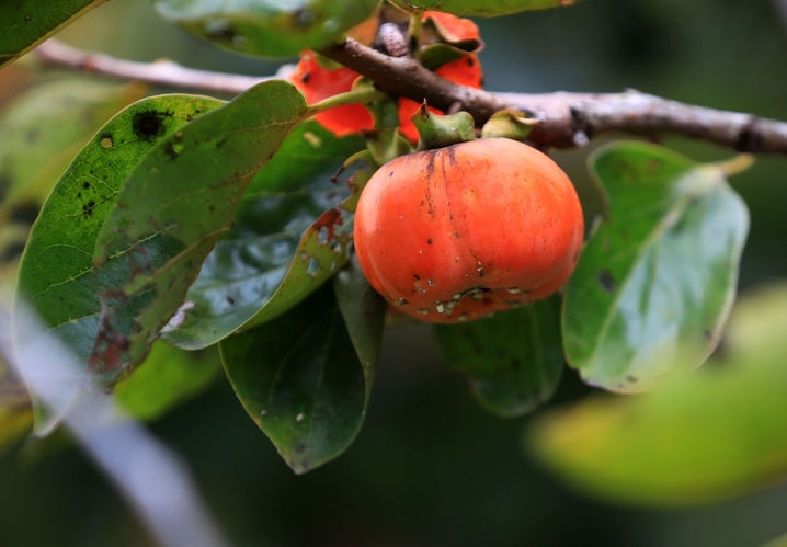 2025年10月14日，“七月核桃八月梨，九月柿子赶大集”。寒露节气过后，江苏省淮安市古淮河畔柿子树上挂满泛红果实，似个个小灯笼，在暖阳的照耀下格外显眼，也让日渐萧瑟的秋景平添了几分喜气。