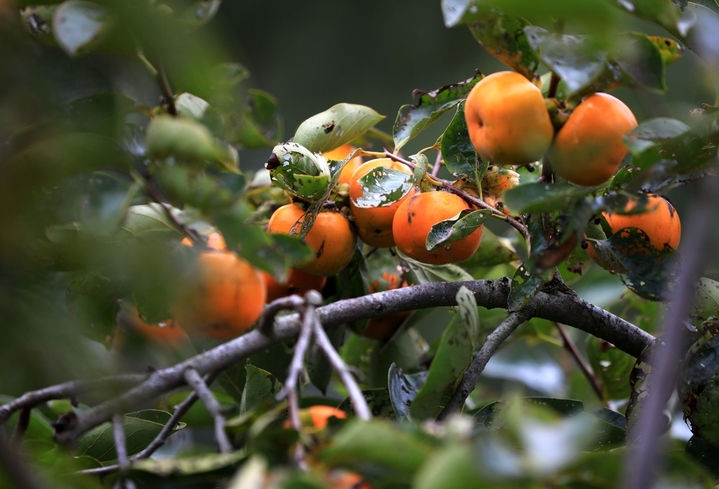 2025年10月14日，“七月核桃八月梨，九月柿子赶大集”。寒露节气过后，江苏省淮安市古淮河畔柿子树上挂满泛红果实，似个个小灯笼，在暖阳的照耀下格外显眼，也让日渐萧瑟的秋景平添了几分喜气。