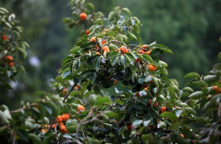 2025年10月14日，“七月核桃八月梨，九月柿子赶大集”。寒露节气过后，江苏省淮安市古淮河畔柿子树上挂满泛红果实，似个个小灯笼，在暖阳的照耀下格外显眼，也让日渐萧瑟的秋景平添了几分喜气。周长国/IC photo