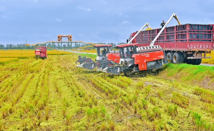 2025年10月16日，江苏南通，在江苏省如皋市城北街道平园池村，农机手驾驶收割机在田间收获水稻。
