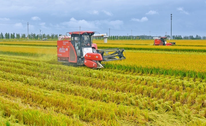 2025年10月16日，江苏南通，在江苏省如皋市城北街道平园池村，农机手驾驶收割机在田间收获水稻。
