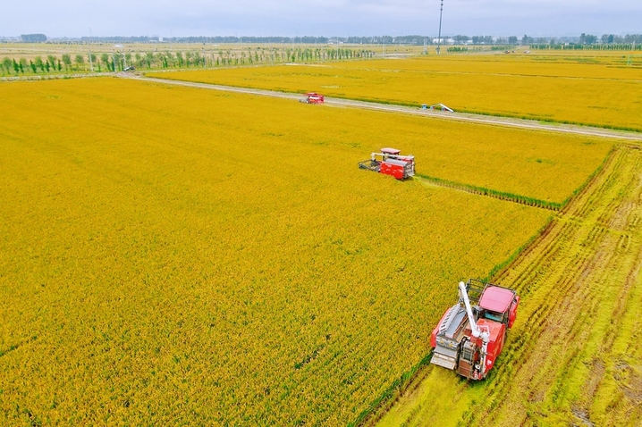 2025年10月16日，江苏南通，在江苏省如皋市城北街道平园池村，农机手驾驶收割机在田间收获水稻。
