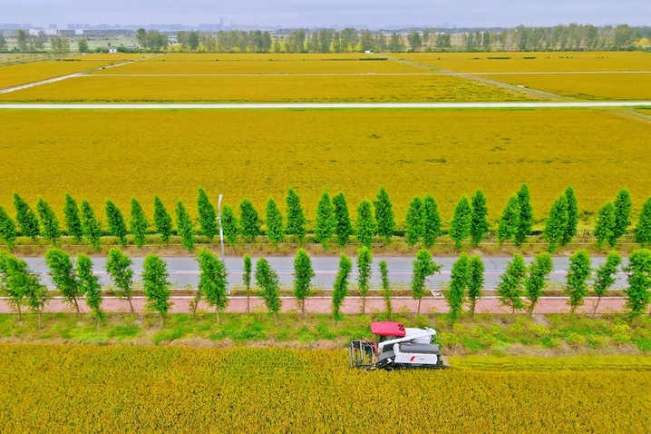 近年来，当地通过建设高标准农田，大力推行“稻油轮作，一地双收”模式，提高农田利用率，促进农业增效和农民增收。

