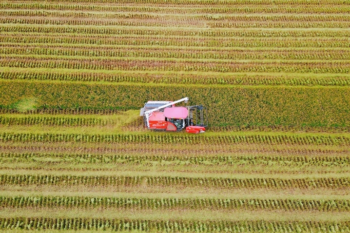2025年10月16日，江苏南通，金秋时节，江苏省如皋市城北街道平园池村1200亩“稻油轮作”种植的水稻进入成熟收割期，当地农民抢抓晴好天气开镰收割。收割机在金黄的稻田间来回穿梭，奏响了秋收的乐章。来源：吴树建/视觉中国
