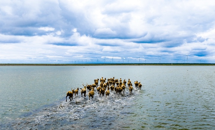 2025年10月16日，江苏盐城东台条子泥湿地，野生麋鹿在湿地河谷奔跑。

