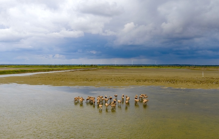2025年10月16日，江苏盐城东台条子泥湿地，野生麋鹿在湿地河谷奔跑。

