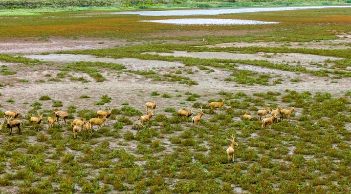 2025年10月16日，江苏盐城东台条子泥湿地，野生麋鹿在湿地河谷奔跑。
