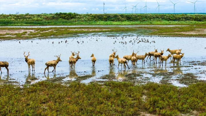 2025年10月16日，江苏盐城东台条子泥湿地，野生麋鹿在湿地河谷奔跑。

