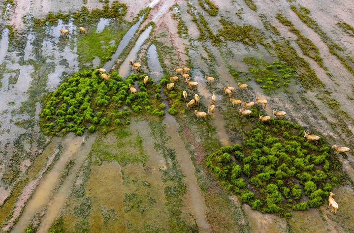 2025年10月16日，江苏盐城东台条子泥湿地，各种候鸟、野生麋鹿在五彩斑斓的湿地栖息觅食、嬉戏奔跑，构成一幅幅生态画卷，美不胜收。来源：视觉中国


