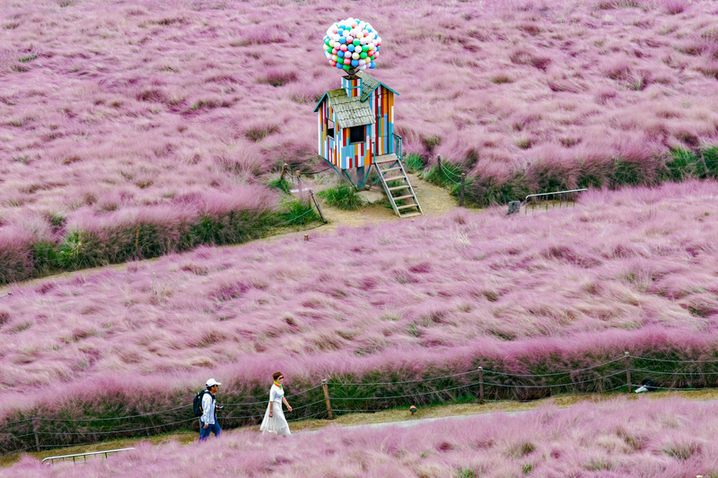 2025年10月17日，航拍南京汤山矿坑公园，粉黛乱子草如烟似雾呈现粉色浪漫。（无人机照片）