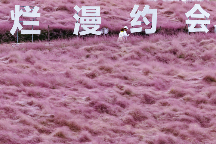 2025年10月17日，航拍南京汤山矿坑公园，粉黛乱子草如烟似雾呈现粉色浪漫。（无人机照片）