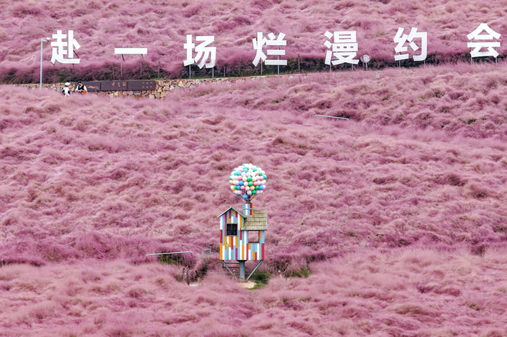 2025年10月17日，航拍南京汤山矿坑公园，粉黛乱子草如烟似雾呈现粉色浪漫。（无人机照片）