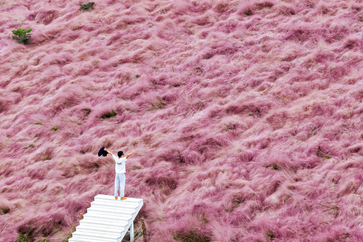 2025年10月17日，航拍南京汤山矿坑公园，粉黛乱子草如烟似雾呈现粉色浪漫。（无人机照片）泱波(江苏分社)/中新社/视觉中国
